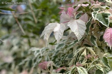 Acer negundo 'Flamingo' haute-tige