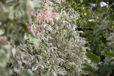 Acer negundo 'Flamingo' haute-tige