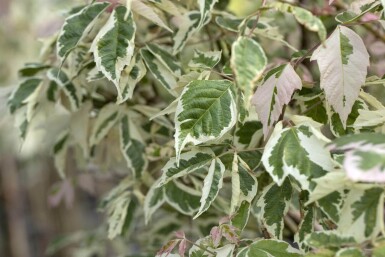 Acer negundo 'Flamingo' haute-tige