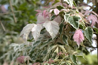 Acer negundo 'Flamingo' haute-tige
