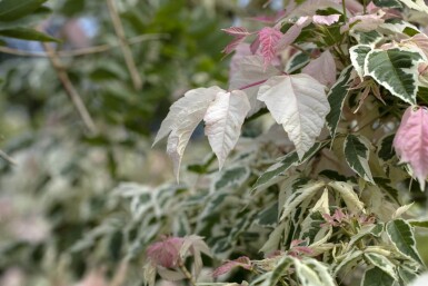 Acer negundo 'Flamingo' haute-tige