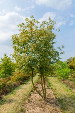 Acer negundo 'Variegatum'