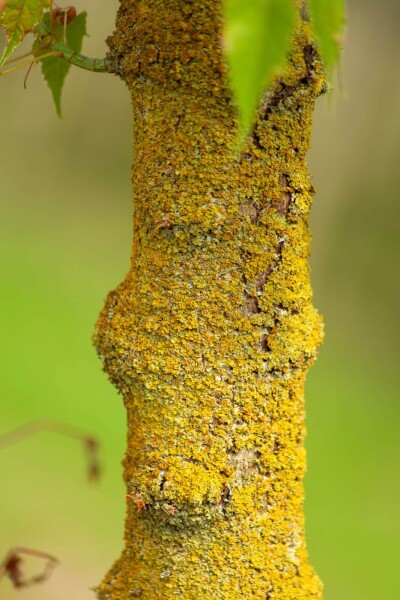 Acer negundo 'Variegatum'