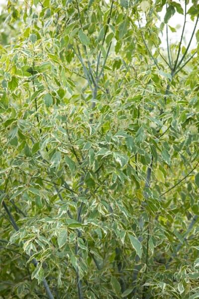 Acer negundo 'Variegatum' haute-tige