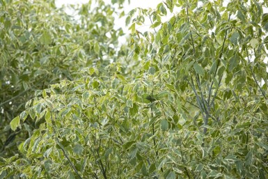 Acer negundo 'Variegatum' haute-tige