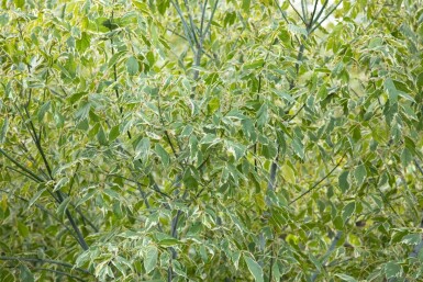 Acer negundo 'Variegatum' haute-tige
