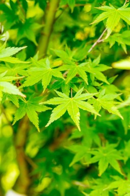 Acer palmatum haute-tige