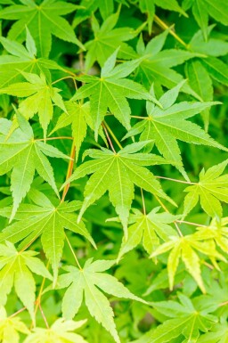 Acer palmatum haute-tige