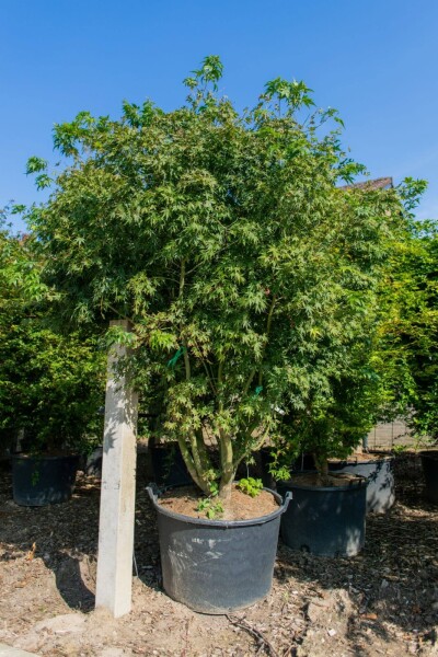 Acer palmatum cépée 200-250