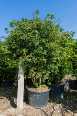 Acer palmatum cépée