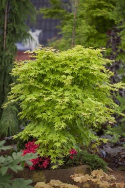 Acer palmatum cépée