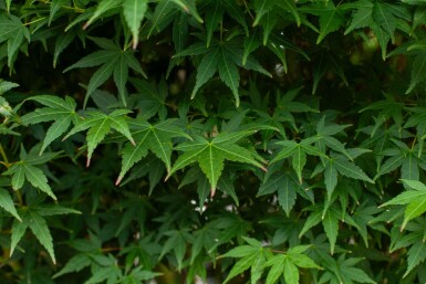 Acer palmatum cépée 200-250
