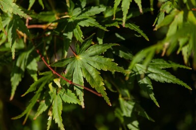 Acer palmatum cépée 200-250