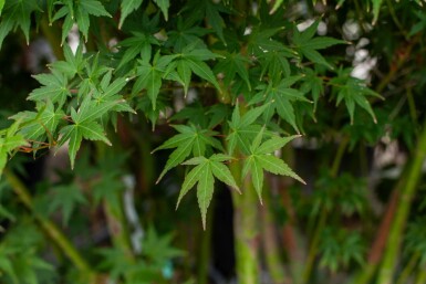 Acer palmatum cépée 200-250