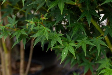 Acer palmatum cépée 200-250