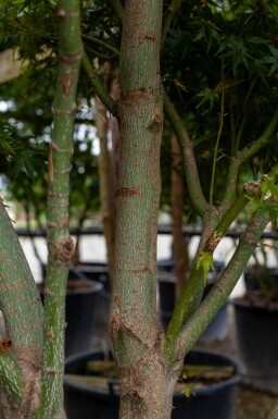 Acer palmatum cépée 200-250