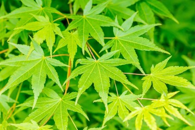 Acer palmatum cépée 200-250