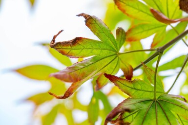 Acer palmatum 'Atropurpureum' cépée