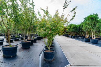 Acer palmatum 'Atropurpureum' cépée