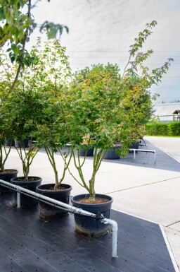 Acer palmatum 'Atropurpureum' cépée