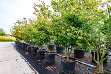 Acer palmatum 'Atropurpureum' cépée