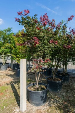 Acer palmatum 'Atropurpureum' cépée