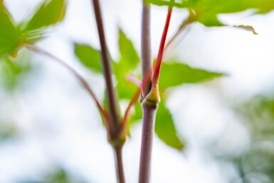 Acer palmatum 'Atropurpureum' cépée