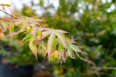 Acer palmatum 'Atropurpureum' cépée