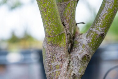 Acer palmatum 'Atropurpureum' cépée