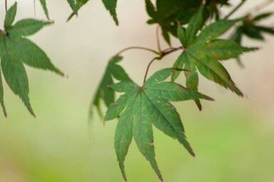 Acer palmatum 'Atropurpureum' cépée