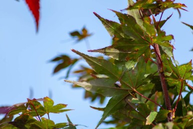 Acer palmatum 'Atropurpureum' cépée
