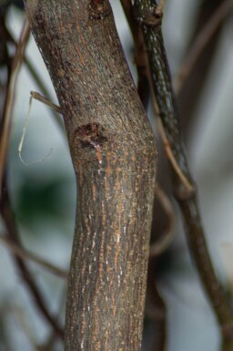 Acer palmatum 'Atropurpureum' cépée