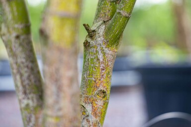 Acer palmatum 'Atropurpureum' cépée