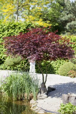 Acer palmatum 'Atropurpureum' cépée
