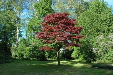 Acer palmatum 'Atropurpureum' cépée
