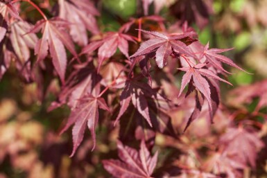 Acer palmatum 'Atropurpureum' cépée