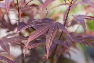 Acer palmatum 'Atropurpureum' cépée