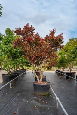 Acer palmatum 'Bloodgood' cépée