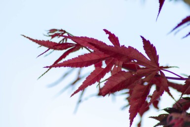Acer palmatum 'Bloodgood' cépée
