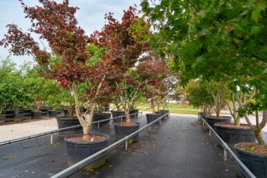 Acer palmatum 'Bloodgood' cépée 200-250
