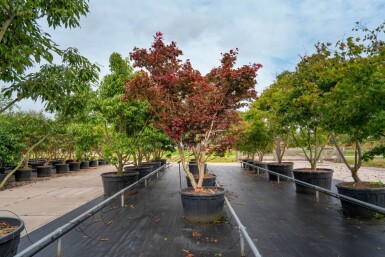 Acer palmatum 'Bloodgood' cépée 200-250