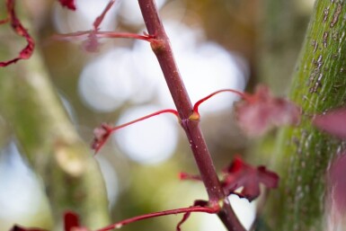 Acer palmatum 'Bloodgood' cépée 200-250