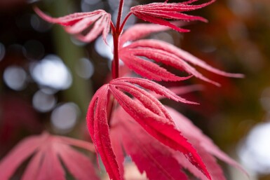Acer palmatum 'Bloodgood' cépée 200-250