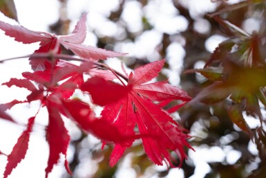 Acer palmatum 'Bloodgood' cépée 200-250