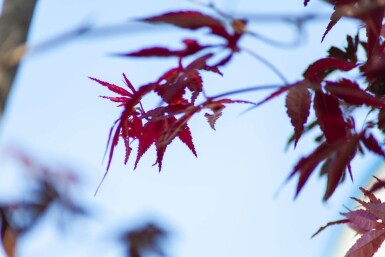 Acer palmatum 'Bloodgood' cépée 200-250