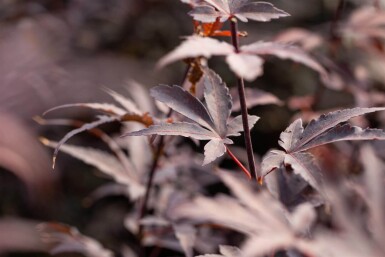 Acer palmatum 'Bloodgood' cépée 200-250