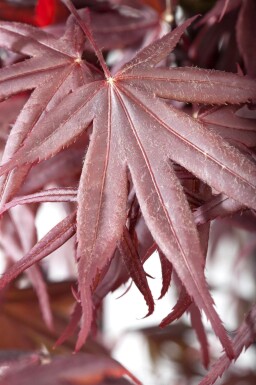 Acer palmatum 'Bloodgood' cépée 200-250