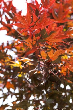 Acer palmatum 'Bloodgood' cépée 200-250