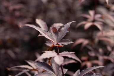 Acer palmatum 'Bloodgood' cépée 200-250
