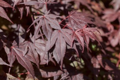 Acer palmatum 'Bloodgood' cépée 200-250